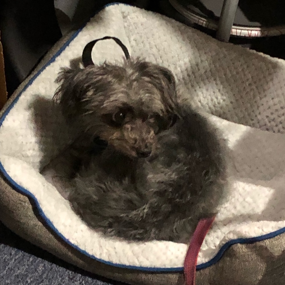 Meet your Posher, Rose